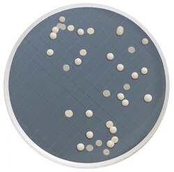 MilliporeSigma&nbsp;Milliflex Cassette prefilled with Sabouraud Dextrose Agar, 48/pk